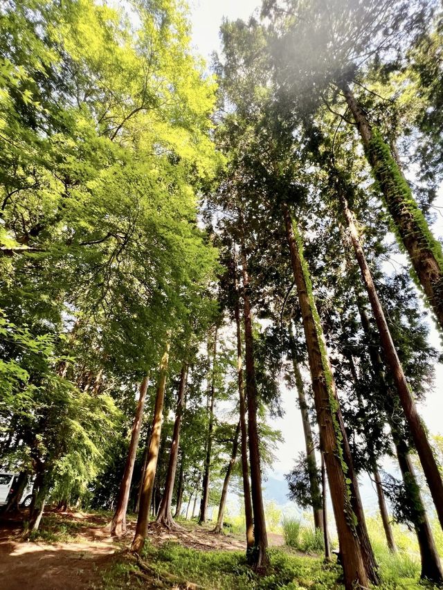【長瀞強力パワースポット】宝登山神社奥宮