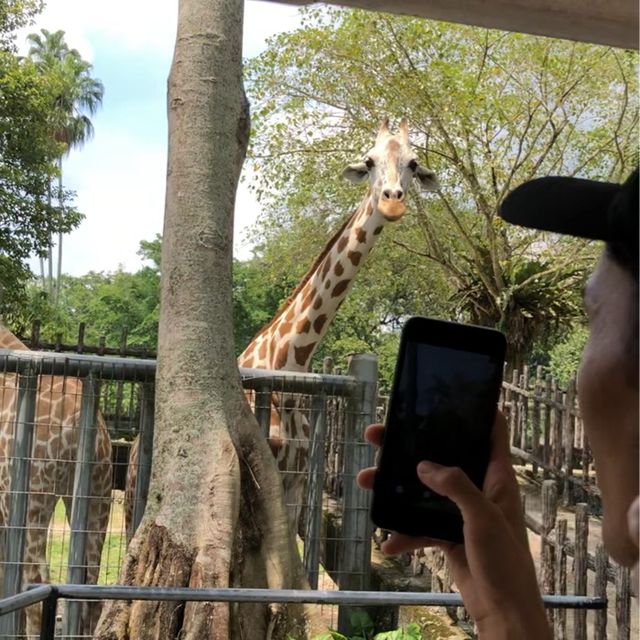 ZOO TAIPING 