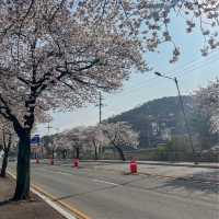 사람보다 벚꽃이 더 많은 공주 벚꽃 스팟모음🌸