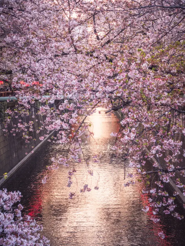 圧巻の桜が見える桜の人気スポット中目黒