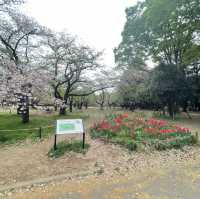 Peaceful Park with beautiful Sakura