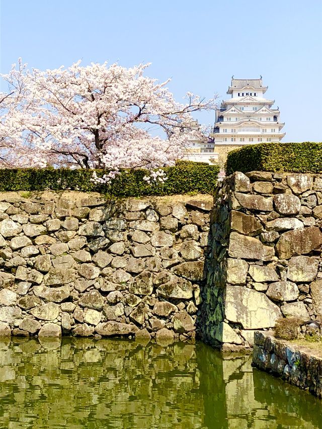 季節毎に白さ映える白鷺【世界文化遺産 姫路城】兵庫