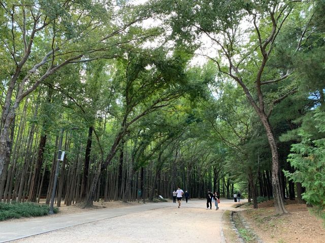 Seoul Forest 🌲🌲