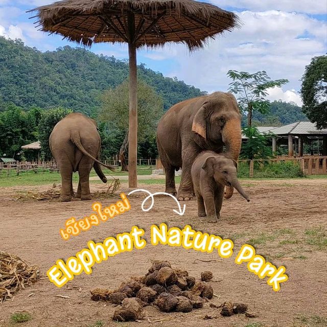 Elephant Nature Park ศูนย์อภิบาลช้าง 🐘