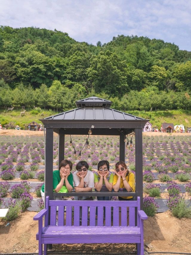라벤더 축제를 볼 수 있는 이곳"허브아일랜드"