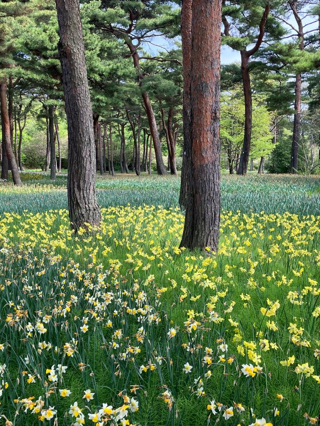 國營常陸海濱公園 *最美粉蝶花海*