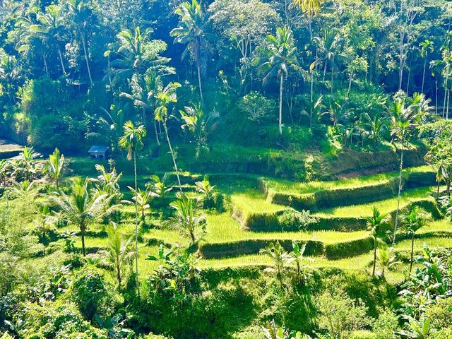 Ceking Rice Terrace 