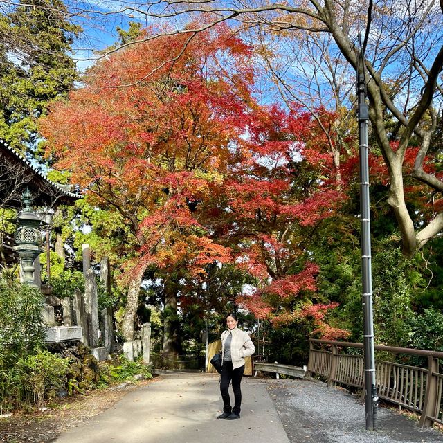 Autumn in Mt. takao