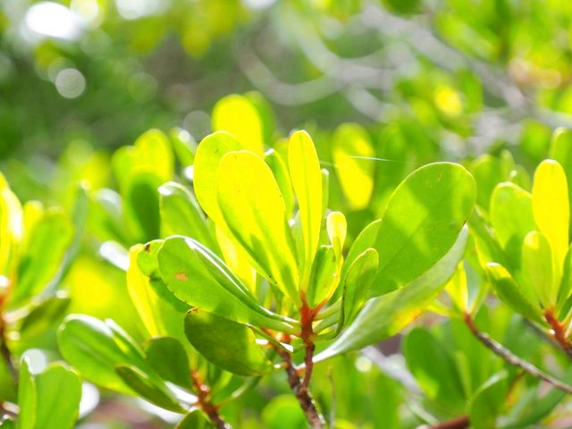 🌿 พาเดินชมเส้นทางธรรมชาติป่าโกงกาง