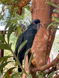 Dubai Safari Park: A Wild Experience