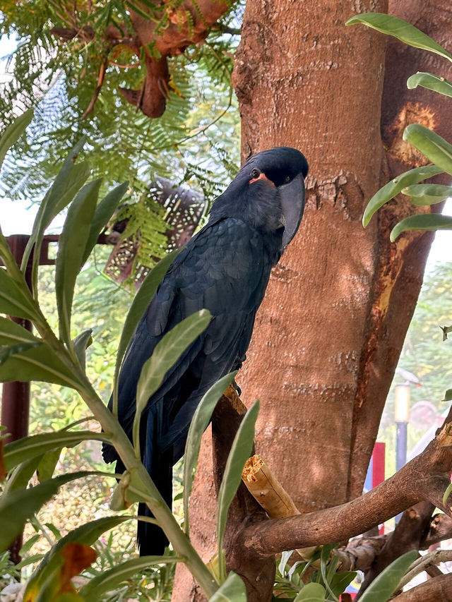 Dubai Safari Park: A Wild Experience