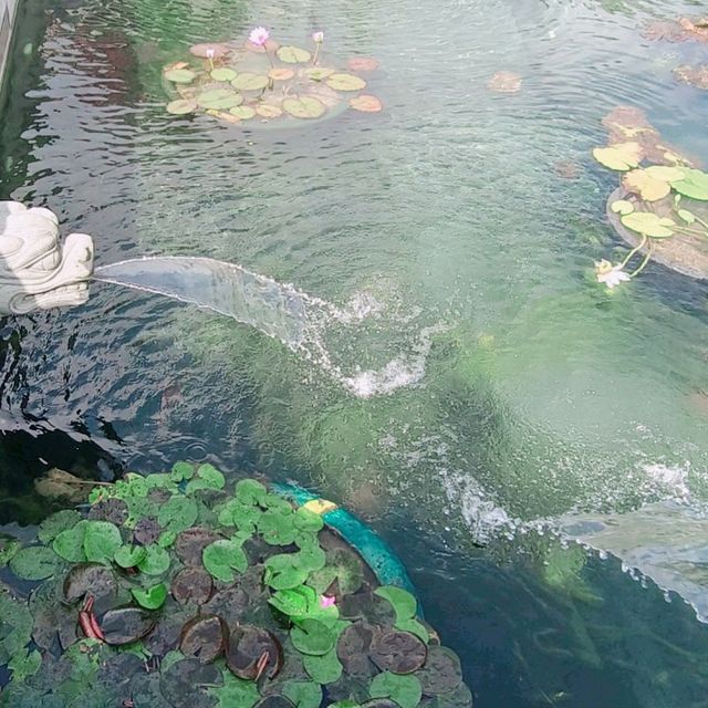 蓮園，請和你的伴侶逛一圈！祝福你們，感情似水伴蓮！