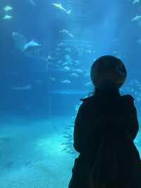 【全方位環繞主水槽的水族館】