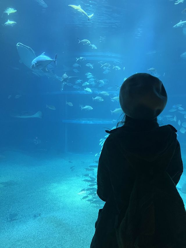 【全方位環繞主水槽的水族館】