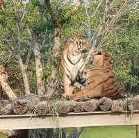泰國最大野生動物園Safari world