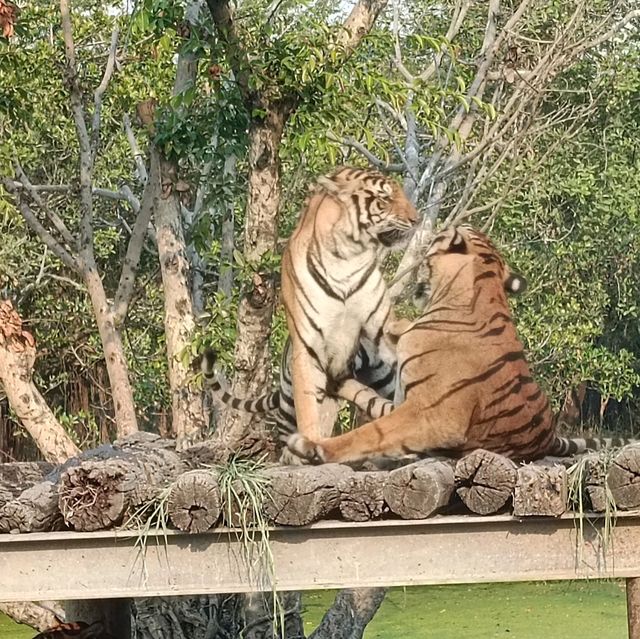 泰國最大野生動物園Safari world