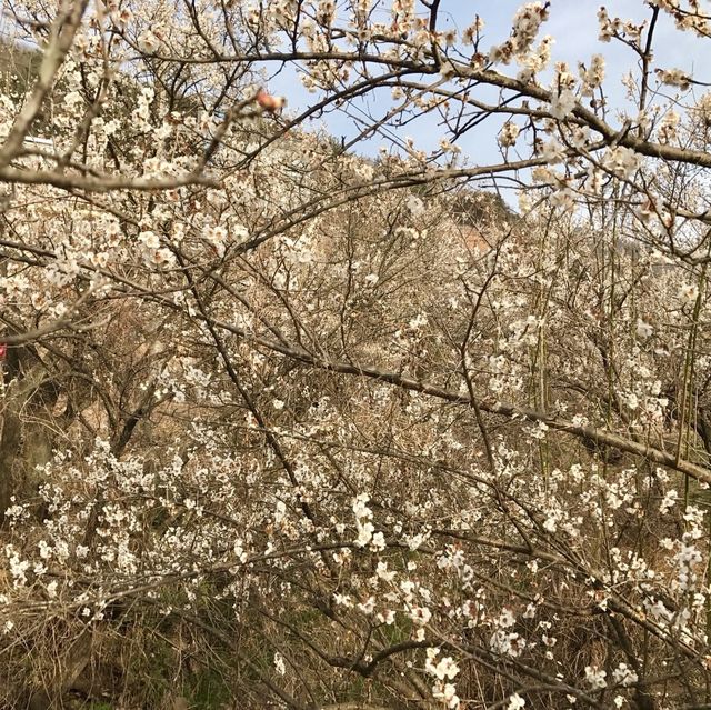 양산 원동 매화축제 순매원❣️