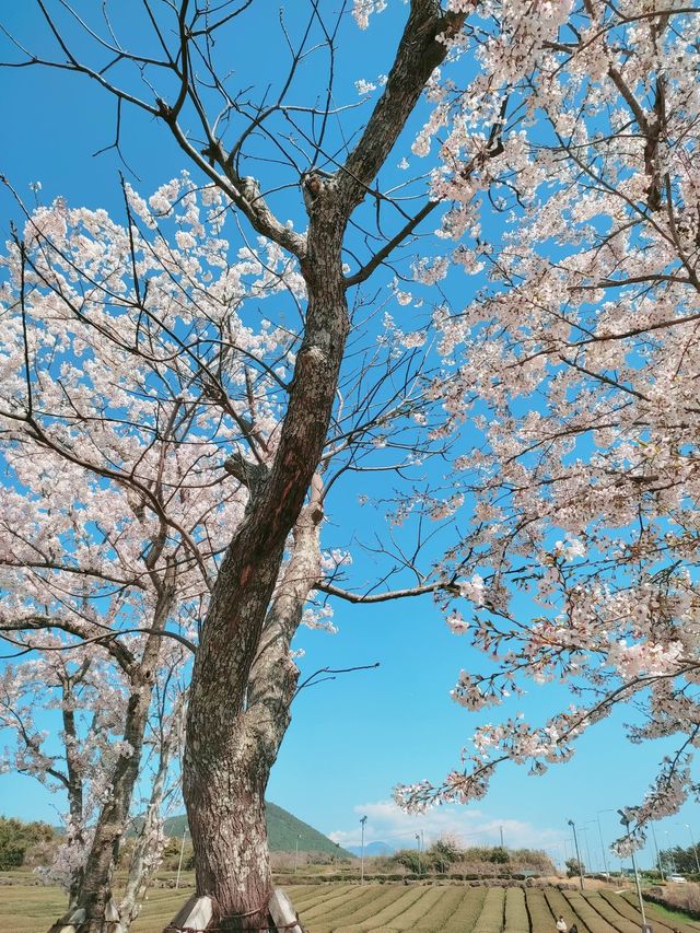 제주의 봄꽃 명소 3곳✨보롬왓, 녹산로, 오설록