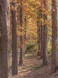 메타세콰이어로 가득한 경주의 힐링 가득한 숲🌲✨ 
