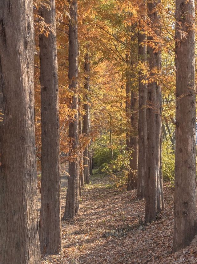 메타세콰이어로 가득한 경주의 힐링 가득한 숲🌲✨ 