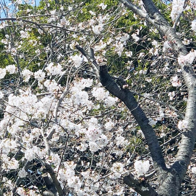 ซากุระบานแล้ว🌸🌸🌸