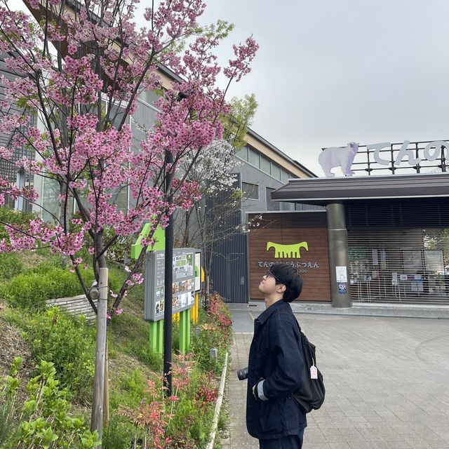 덴노지 동물원 & 공원에서 벚꽃놀이!