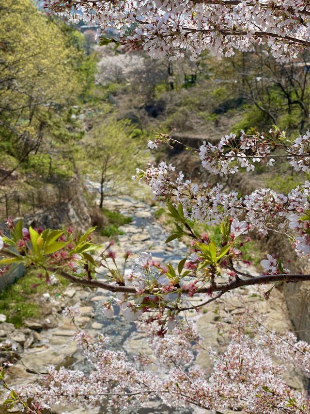 김해 벚꽃 명소, SNS 핫플 가야랜드🎡