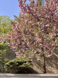 용인 겹벚꽃 명소:: 경희대 국제캠퍼스🌸