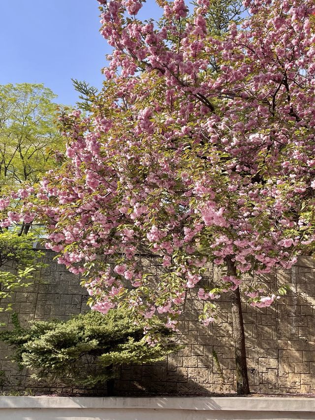 용인 겹벚꽃 명소:: 경희대 국제캠퍼스🌸