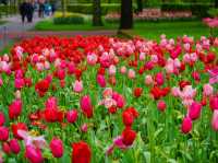 荷蘭🇳🇱全世界最大最美鬱金香花園🌷