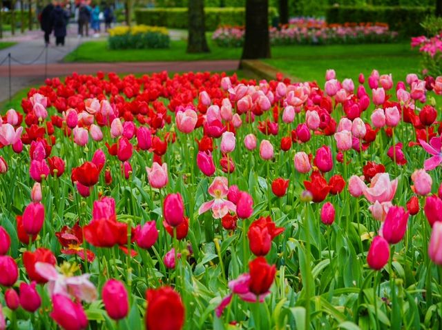 荷蘭🇳🇱全世界最大最美鬱金香花園🌷 荷蘭🇳🇱全世界最大最美鬱金香花園🌷