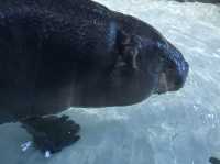 係水族館又係動物園♥️完美結合