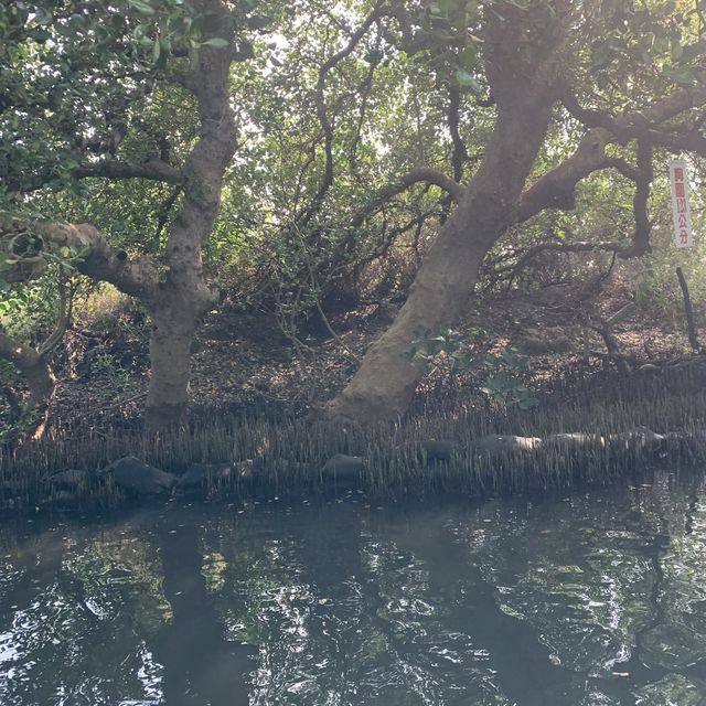 台南景點-四草綠色隧道