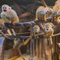 韓國😍愛寶樂園🐒介紹有咩動物睇🐯