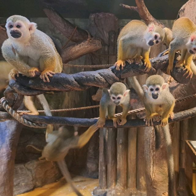 韓國😍愛寶樂園🐒介紹有咩動物睇🐯