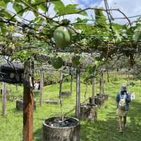 Exploring Penang's Fruit Wonderland!