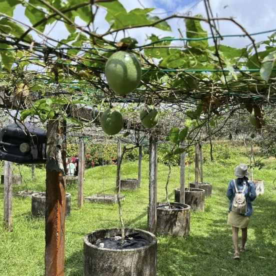 Exploring Penang's Fruit Wonderland!