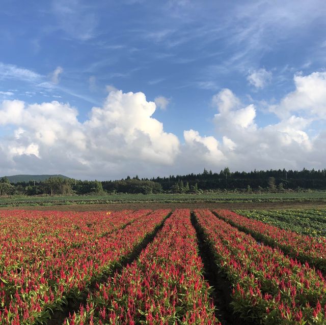 🌸계절마다 다른 알록달록 꽃밭, 서귀포 보롬왓🌸