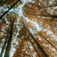Perfect fall-rest (Forest) in South Korea