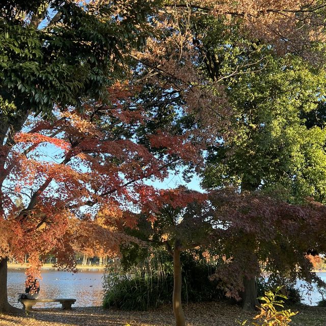 関東にもこんな美しい紅葉見れるぞ