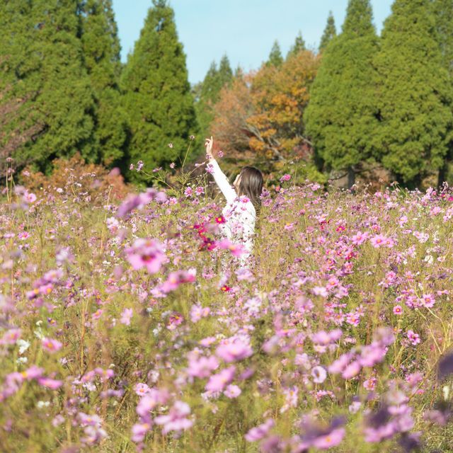 【大分】九州でお花畑を満喫！くじゅう花公園