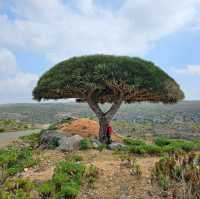 Dragon Blood Tree in Socotra Island