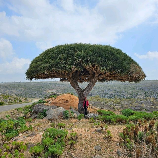 Dragon Blood Tree in Socotra Island