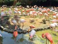Kobe Oji Zoo