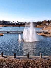 日本必打卡粉蝶花花海進國營常陸海濱公園🌿 