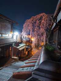 【桜といえば京都！✨】京都で見て欲しい桜スポット紹介！🌸 