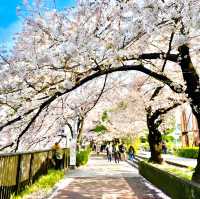 【目黒川の桜/目黒区】約4kmに及ぶ桜並木でゆったりお花見