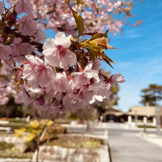 名古屋德川園：美麗庭園，櫻花2024，帶您回德川時代