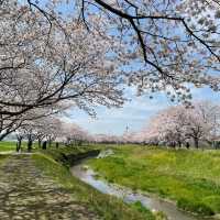 延々と続く桜並木は圧巻