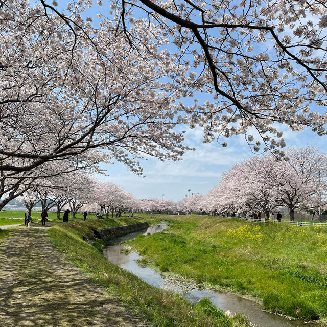 延々と続く桜並木は圧巻